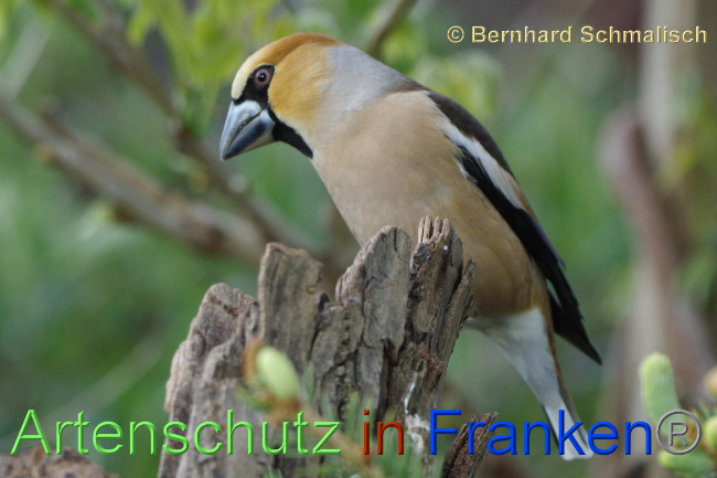 © Artenschutz in Franken® / Bernhard Schmalisch Bild zum Eintrag (1068182-160)