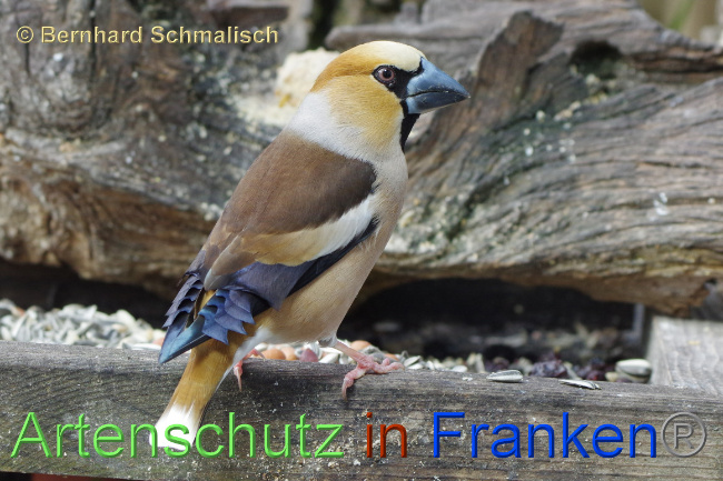 © Artenschutz in Franken® / Bernhard Schmalisch Bild zum Eintrag (1068183-160)