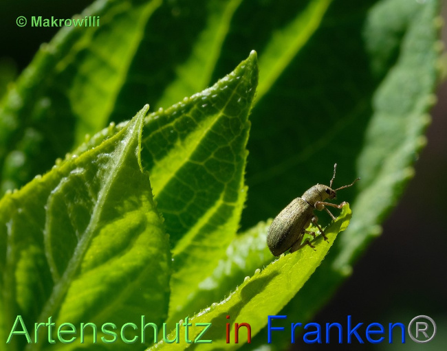 © Artenschutz in Franken® / Makrowilli Bild zum Eintrag (1068189-160)