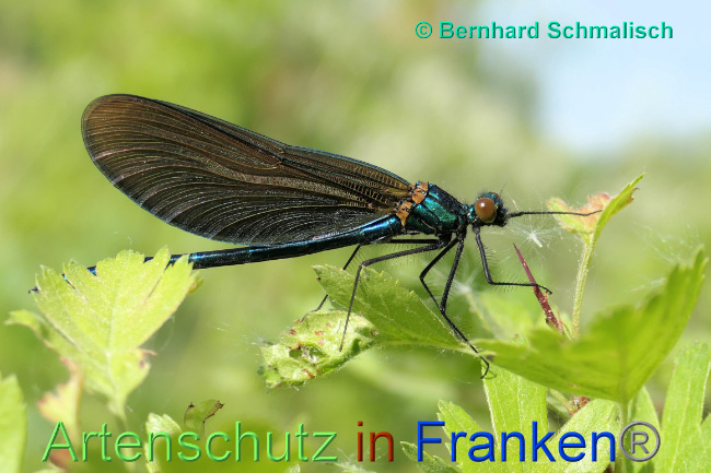 © Artenschutz in Franken® / Bernhard Schmalisch Bild zum Eintrag (1068204-160)