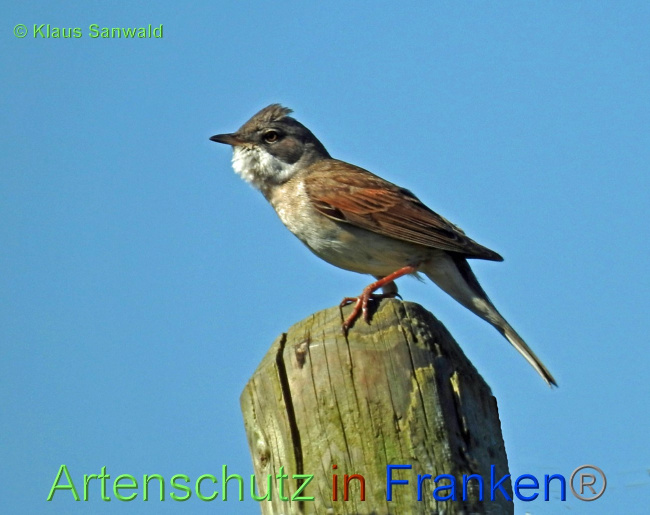 © Artenschutz in Franken® / Klaus Sanwald Bild zum Eintrag (1068231-160)