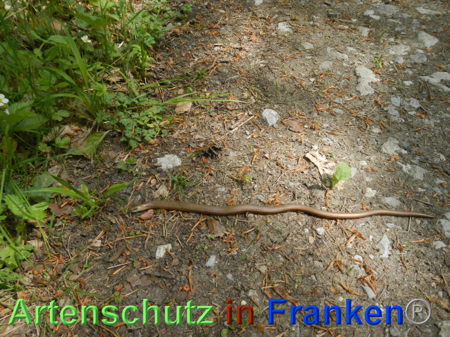 © Artenschutz in Franken® Bild zum Eintrag (1068310-160)