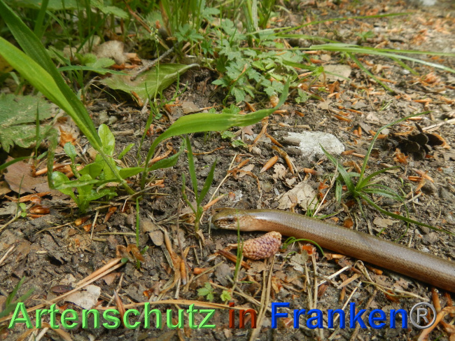 © Artenschutz in Franken® Bild zum Eintrag (1068313-160)