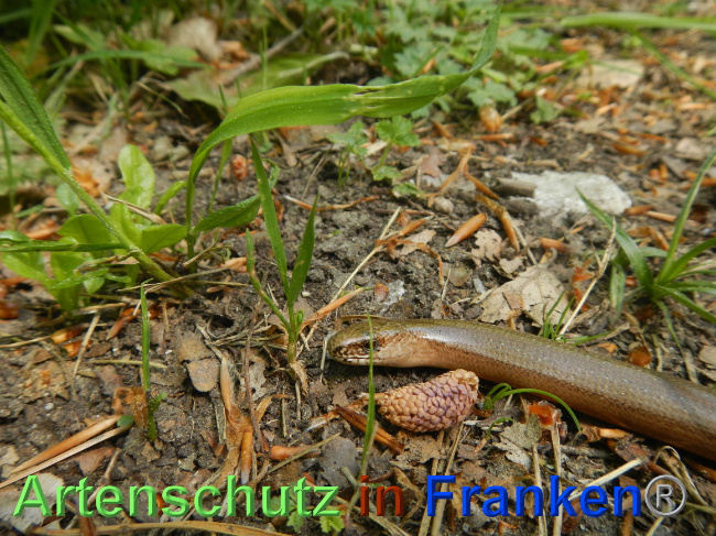 © Artenschutz in Franken® Bild zum Eintrag (1068314-160)