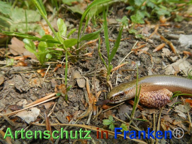 © Artenschutz in Franken® Bild zum Eintrag (1068315-160)