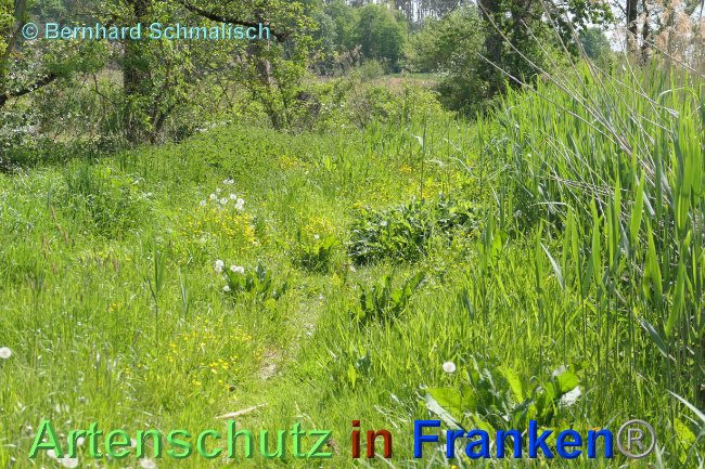 © Artenschutz in Franken® / Bernhard Schmalisch Bild zum Eintrag (1068330-160)