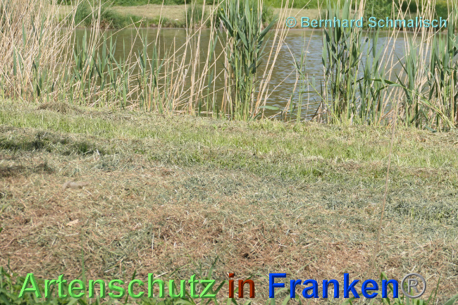 © Artenschutz in Franken® / Bernhard Schmalisch Bild zum Eintrag (1068331-160)