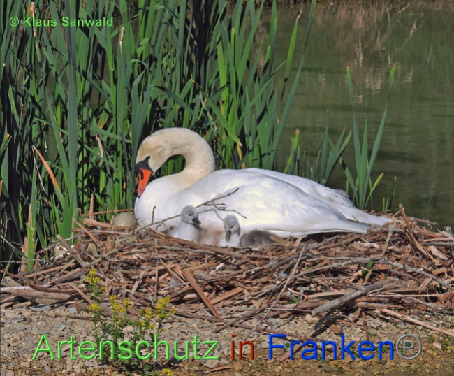 © Artenschutz in Franken® / Klaus Sanwald Bild zum Eintrag (1068415-160)