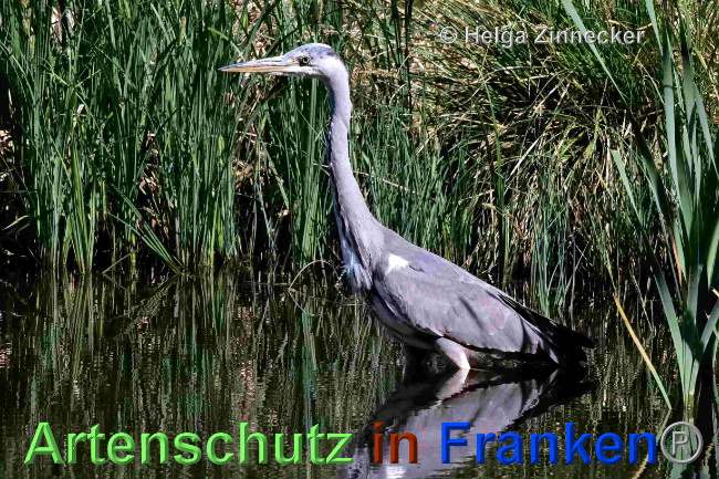© Artenschutz in Franken® / Helga Zinnecker Bild zum Eintrag (1068466-160)