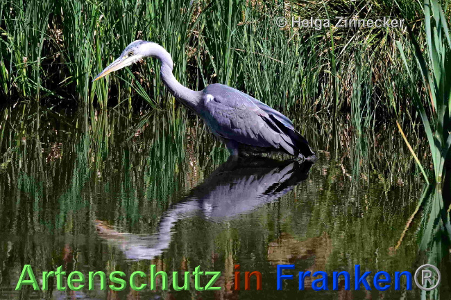 © Artenschutz in Franken® / Helga Zinnecker Bild zum Eintrag (1068467-160)
