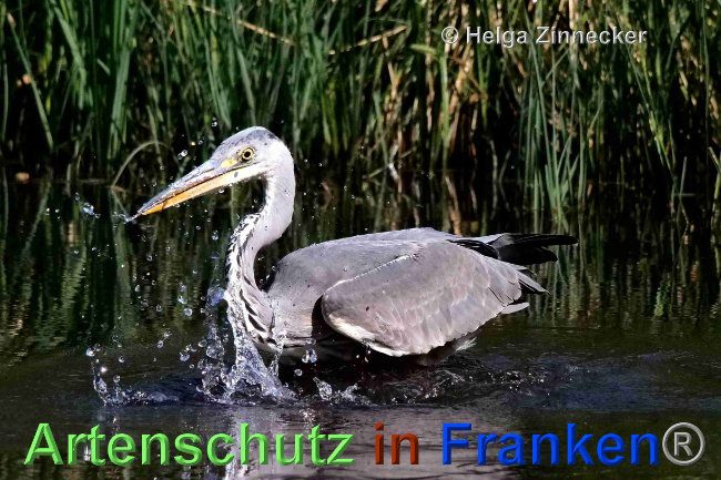© Artenschutz in Franken® / Helga Zinnecker Bild zum Eintrag (1068468-160)