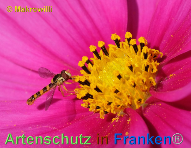 © Artenschutz in Franken® / Makrowilli Bild zum Eintrag (1068511-160)