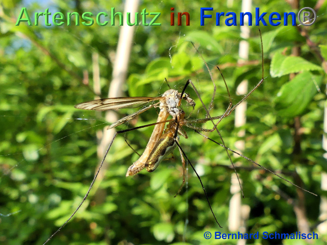© Artenschutz in Franken® / Bernhard Schmalisch Bild zum Eintrag (1068517-160)