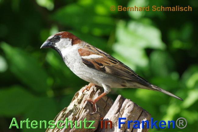 © Artenschutz in Franken® / Bernhard Schmalisch Bild zum Eintrag (1068624-160)
