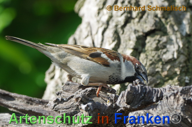 © Artenschutz in Franken® / Bernhard Schmalisch Bild zum Eintrag (1068625-160)