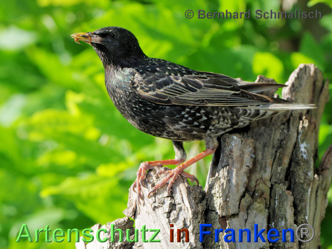Ā© Artenschutz in FrankenĀ® Bild zum Eintrag (1068681-160)