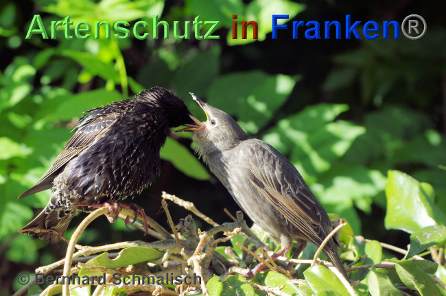 Ā© Artenschutz in FrankenĀ® Bild zum Eintrag (1068682-160)