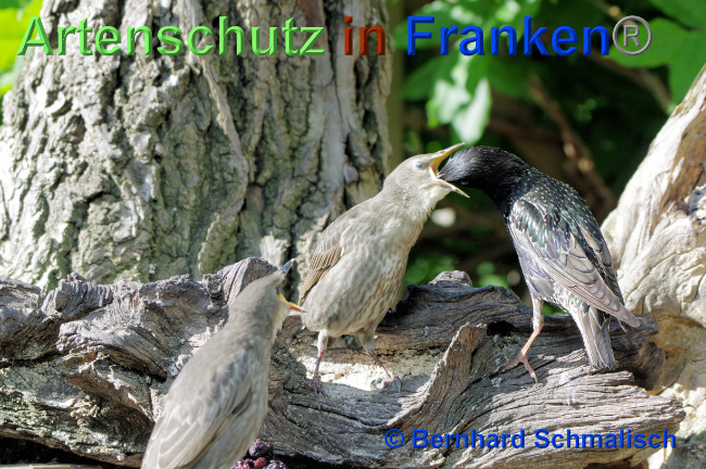 Ā© Artenschutz in FrankenĀ® / Bernhard Schmalisch Bild zum Eintrag (1068686-160)