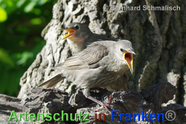 Ā© Artenschutz in FrankenĀ® / Bernhard Schmalisch Bild zum Eintrag (1068687-160)