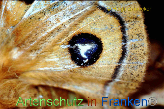 © Artenschutz in Franken® / Helga Zinnecker Bild zum Eintrag (1068748-160)