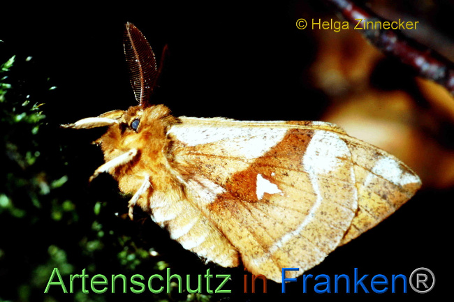 © Artenschutz in Franken® / Helga Zinnecker Bild zum Eintrag (1068750-160)
