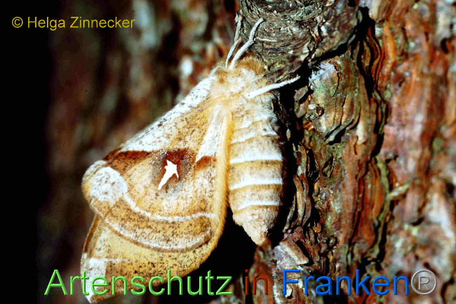 © Artenschutz in Franken® / Helga Zinnecker Bild zum Eintrag (1068751-160)