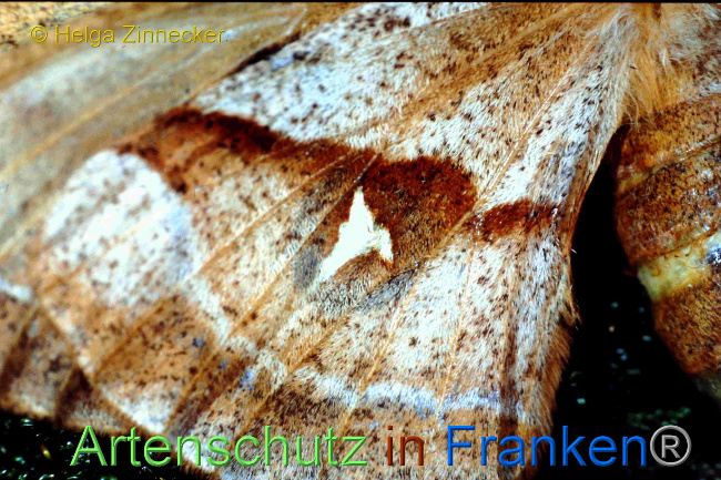 © Artenschutz in Franken® / Helga Zinnecker Bild zum Eintrag (1068752-160)