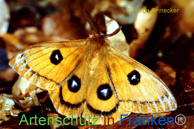 © Artenschutz in Franken® / Helga Zinnecker Bild zum Eintrag (1068755-160)