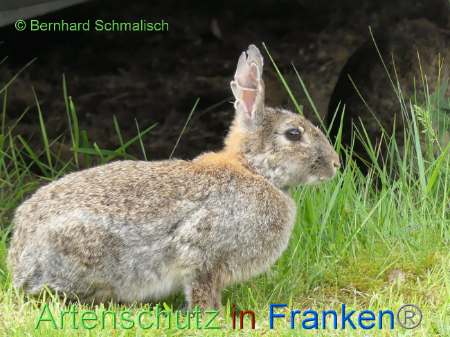 Bild zum Eintrag (1068762-160)