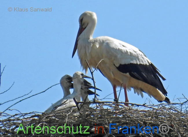 © Artenschutz in Franken® / Klaus Sanwald Bild zum Eintrag (1068810-160)