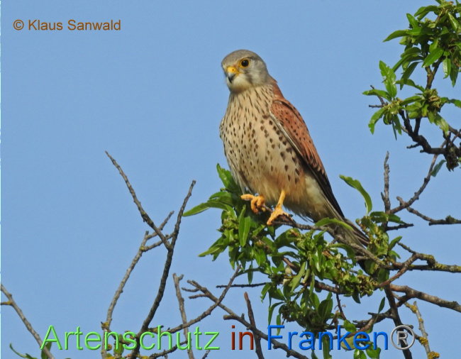 © Artenschutz in Franken® / Klaus Sanwald Bild zum Eintrag (1068812-160)