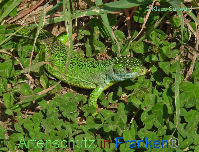 © Artenschutz in Franken® / Klaus Sanwald Bild zum Eintrag (1068814-160)