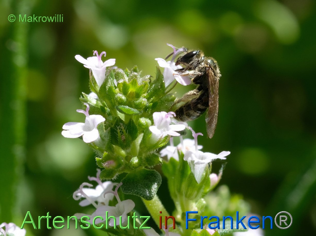 © Artenschutz in Franken® / Makrowilli Bild zum Eintrag (1068825-160)