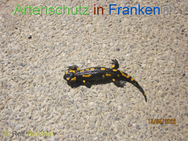 © Artenschutz in Franken® / Rolf Brechtel Bild zum Eintrag (1068855-160)