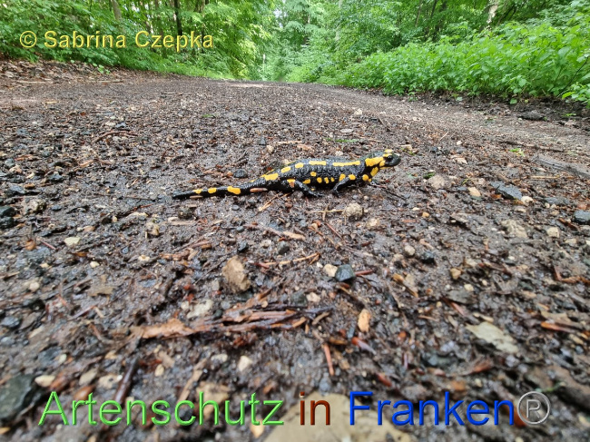 © Artenschutz in Franken® / Sabrina Czepka Bild zum Eintrag (1068862-160)