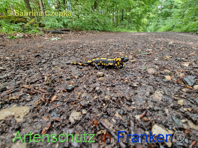 © Artenschutz in Franken® / Sabrina Czepka Bild zum Eintrag (1068863-160)