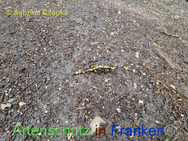 © Artenschutz in Franken® / Sabrina Czepka Bild zum Eintrag (1068864-160)