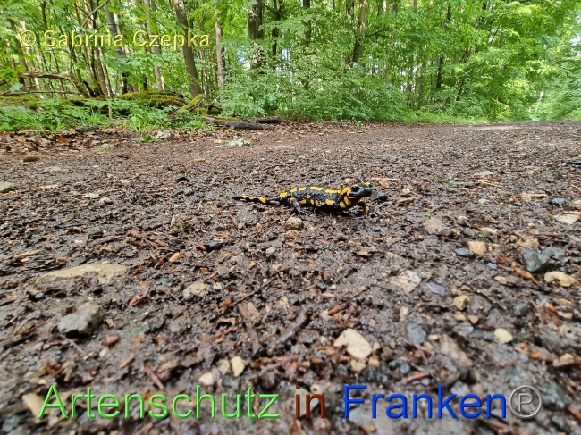 © Artenschutz in Franken® / Sabrina Czepka Bild zum Eintrag (1068866-160)