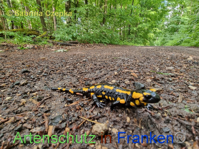© Artenschutz in Franken® / Sabrina Czepka Bild zum Eintrag (1068868-160)
