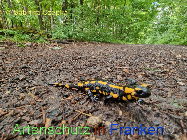 © Artenschutz in Franken® / Sabrina Czepka Bild zum Eintrag (1068870-160)