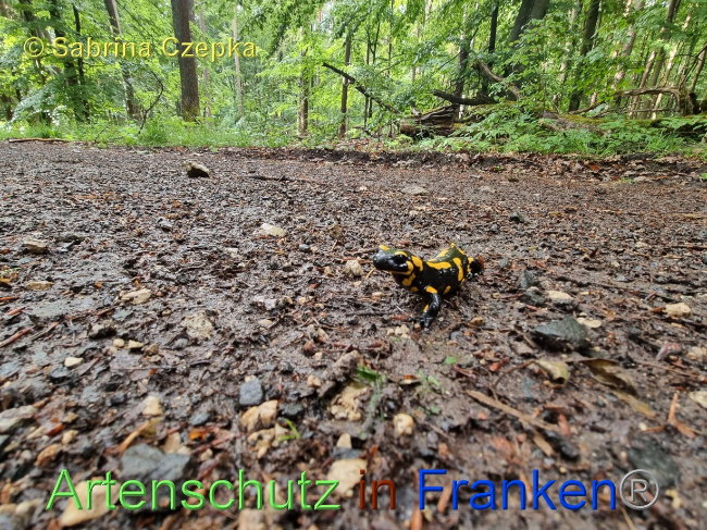 © Artenschutz in Franken® / Sabrina Czepka Bild zum Eintrag (1068871-160)