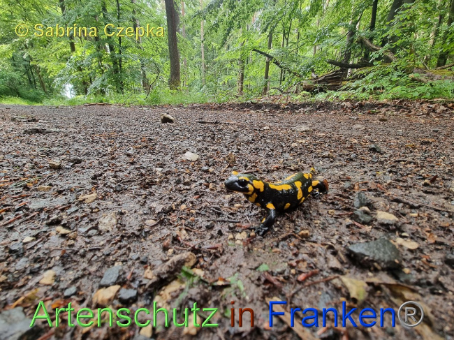 © Artenschutz in Franken® / Sabrina Czepka Bild zum Eintrag (1068872-160)