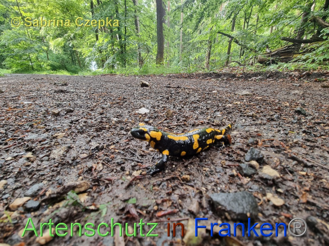 © Artenschutz in Franken® / Sabrina Czepka Bild zum Eintrag (1068874-160)