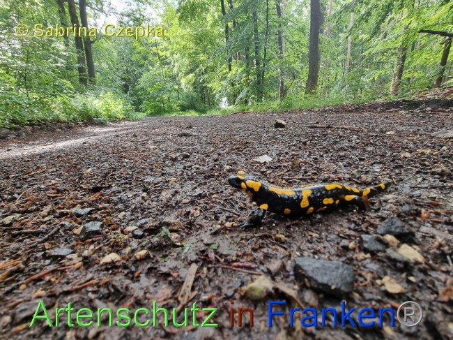 © Artenschutz in Franken® / Sabrina Czepka Bild zum Eintrag (1068875-160)