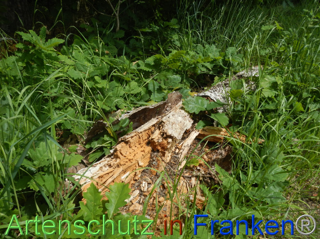 © Artenschutz in Franken® Bild zum Eintrag (1068949-160)