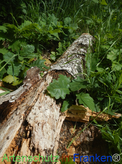 © Artenschutz in Franken® Bild zum Eintrag (1068950-160)
