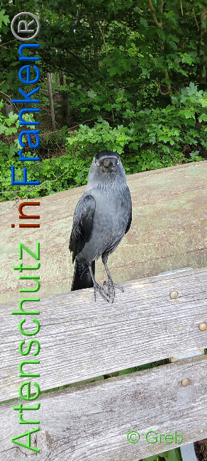 © Artenschutz in Franken® / Greb Bild zum Eintrag (1068988-160)