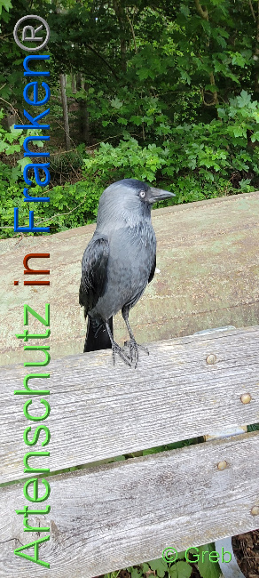 © Artenschutz in Franken® / Greb Bild zum Eintrag (1068989-160)