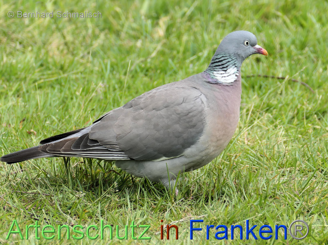 © Artenschutz in Franken® / Bernhard Schmalisch Bild zum Eintrag (1069058-160)