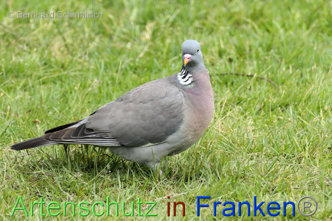 © Artenschutz in Franken® / Bernhard Schmalisch Bild zum Eintrag (1069059-160)